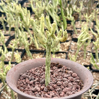 Rare Euphorbia - Euphorbia Leucodendron Variegata