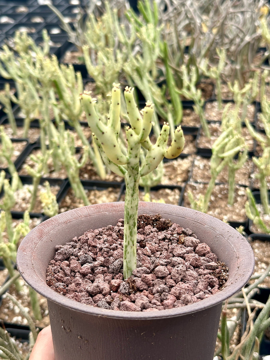 Rare Euphorbia - Euphorbia Leucodendron Variegata