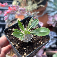 Rare Succulents - Brevicaule X Densiflorum (1”)