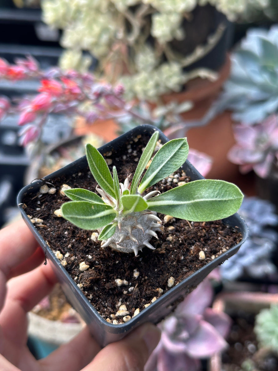 Rare Succulents - Brevicaule X Densiflorum (1”)