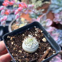 Rare Succulents - Brevicaule X Densiflorum (1”)