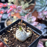 Rare Succulents - Brevicaule X Densiflorum (1”)