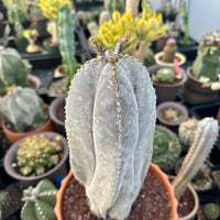 Rare Cactus - Astrophytum Onzuka 11” (1)