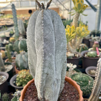 Rare Cactus - Astrophytum Onzuka 11” (1)