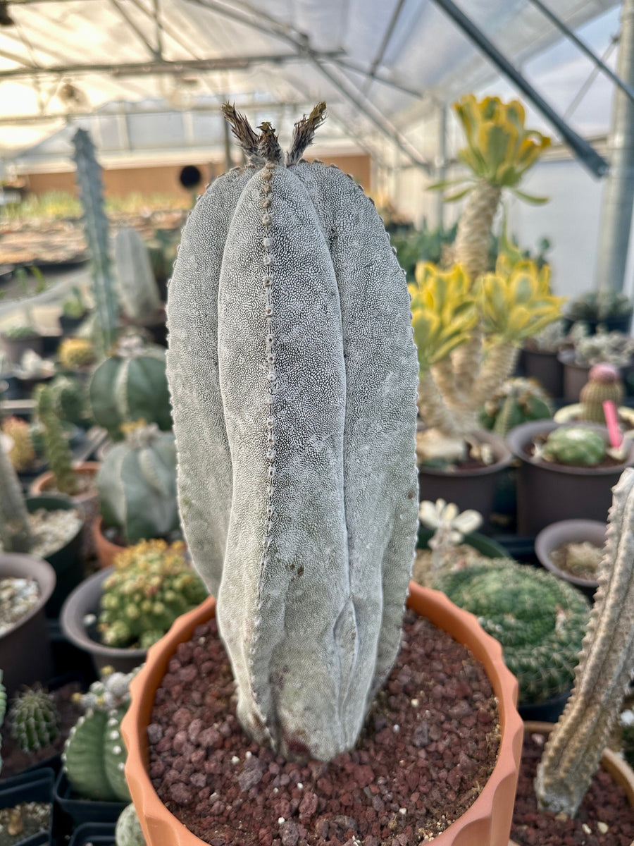 Rare Cactus - Astrophytum Onzuka 11” (1)