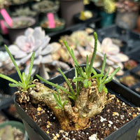 Rare Caudex - Phyllobolus Resurgens, old Stem (dormant, no leaves)