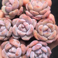 Rare Succulents - Echeveria Orange Monroe (2”)