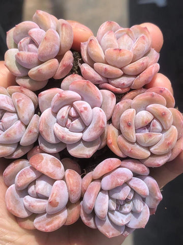 Rare Succulents - Echeveria Orange Monroe (2”)