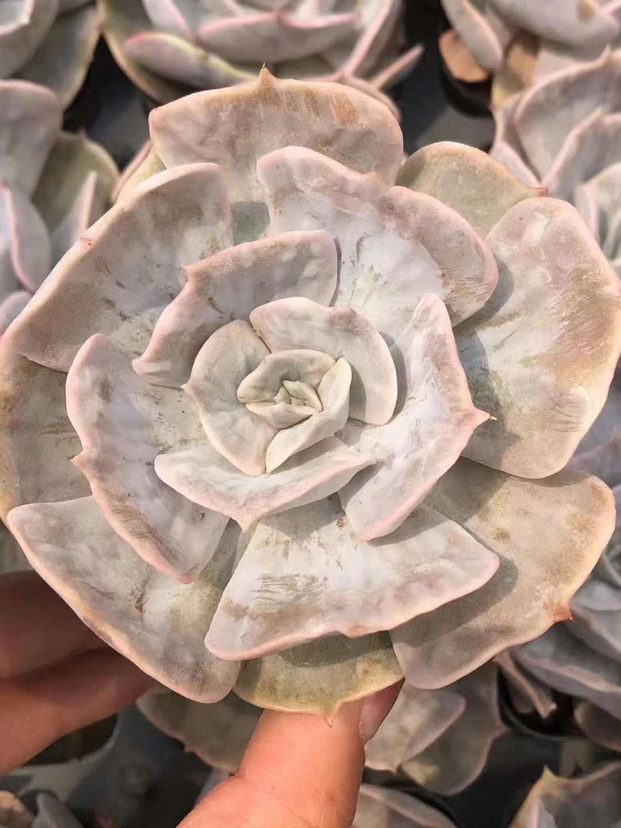 Rare Succulents - Echeveria Marvel (2”-3”)