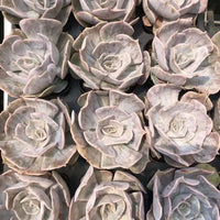 Rare Succulents - Echeveria Marvel (2”-3”)