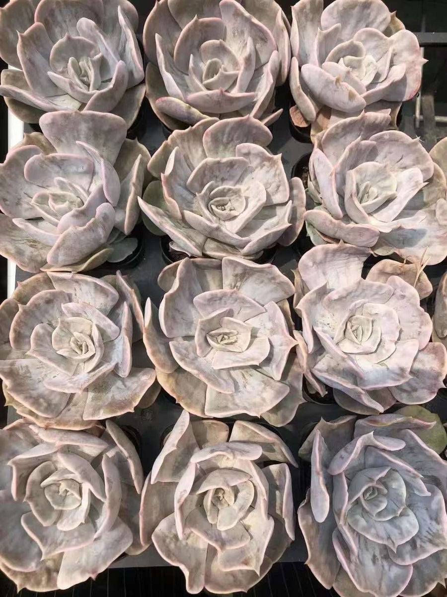 Rare Succulents - Echeveria Marvel (2”-3”)