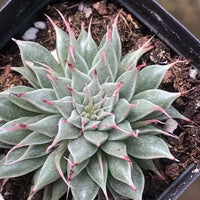 Rare Succulents - Echeveria Long Eyelash (2”)