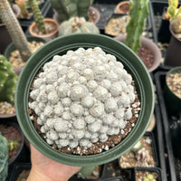 Rare Cactus - Mammillaria Humboldtii Large Cluster (1)