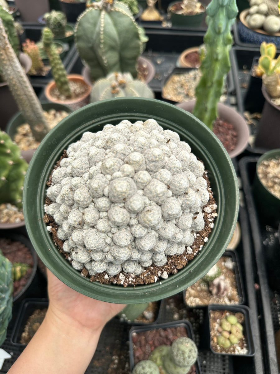 Rare Cactus - Mammillaria Humboldtii Large Cluster (1)