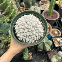 Rare Cactus - Mammillaria Humboldtii Large Cluster (1)