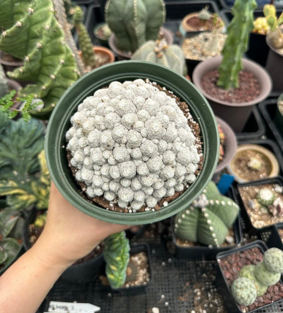 Rare Cactus - Mammillaria Humboldtii Large Cluster (1)