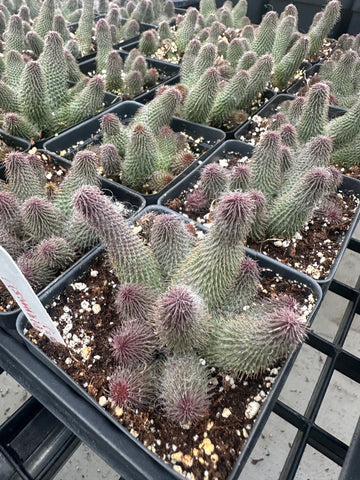 Rare Succulents - Huernia pillansii (3