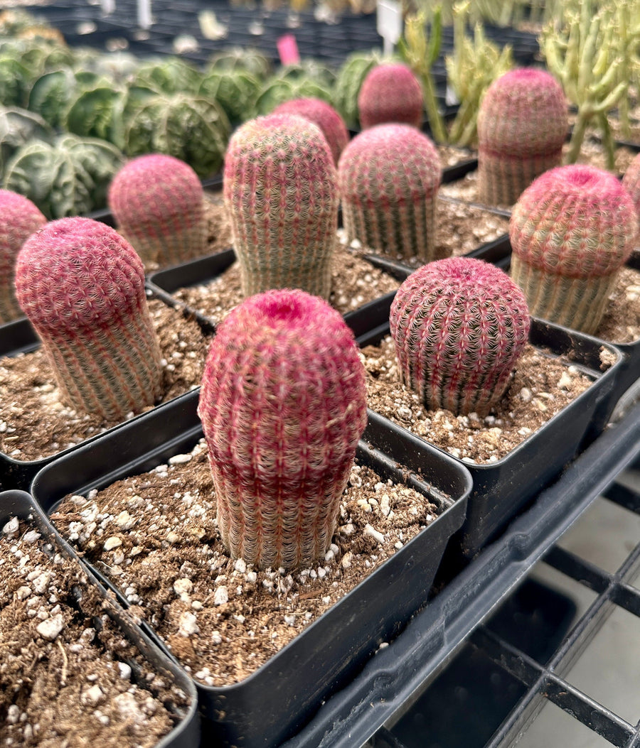 Rare Cactus - Echinocereus Rigidissimus 'Rainbow Cactus' Seed Grown (Single Stem)