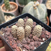 Rare Cactus - Mammillaria Theresae