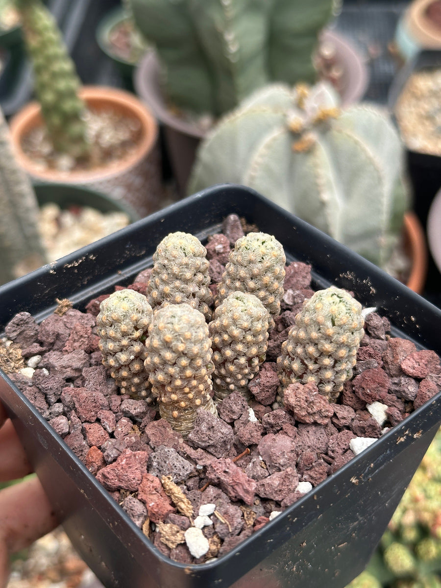 Rare Cactus - Mammillaria Theresae