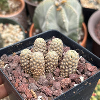 Rare Cactus - Mammillaria Theresae