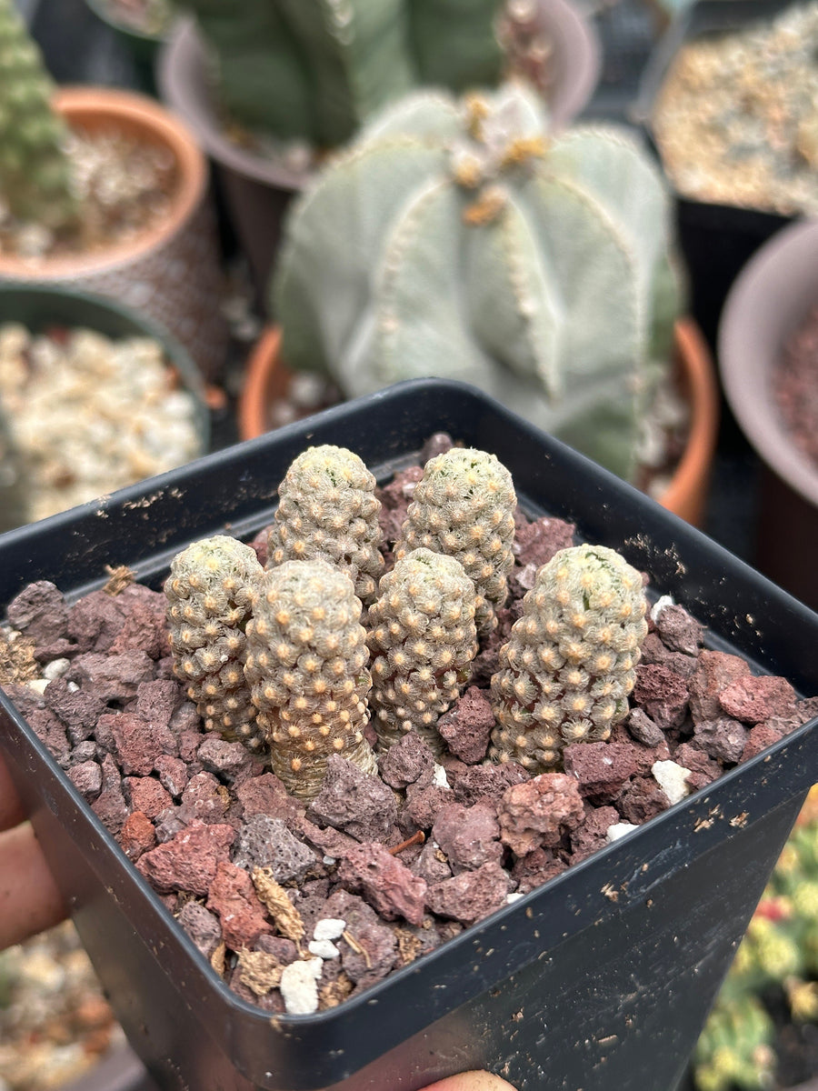 Rare Cactus - Mammillaria Theresae