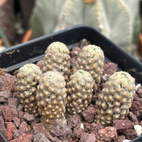 Rare Cactus - Mammillaria Theresae