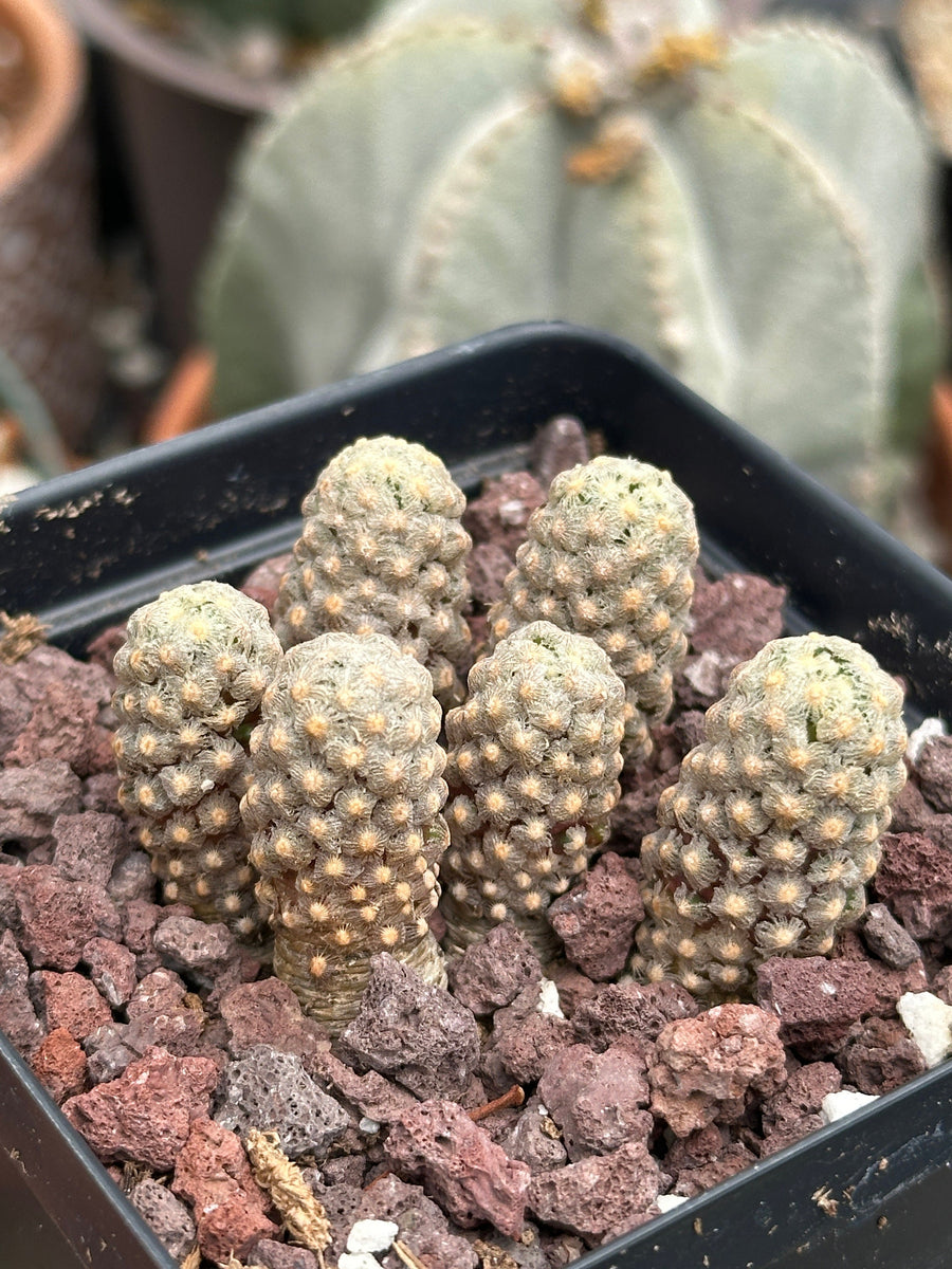 Rare Cactus - Mammillaria Theresae