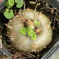 Rare Succulents - Sinningia Bullata (Budding Bulb)