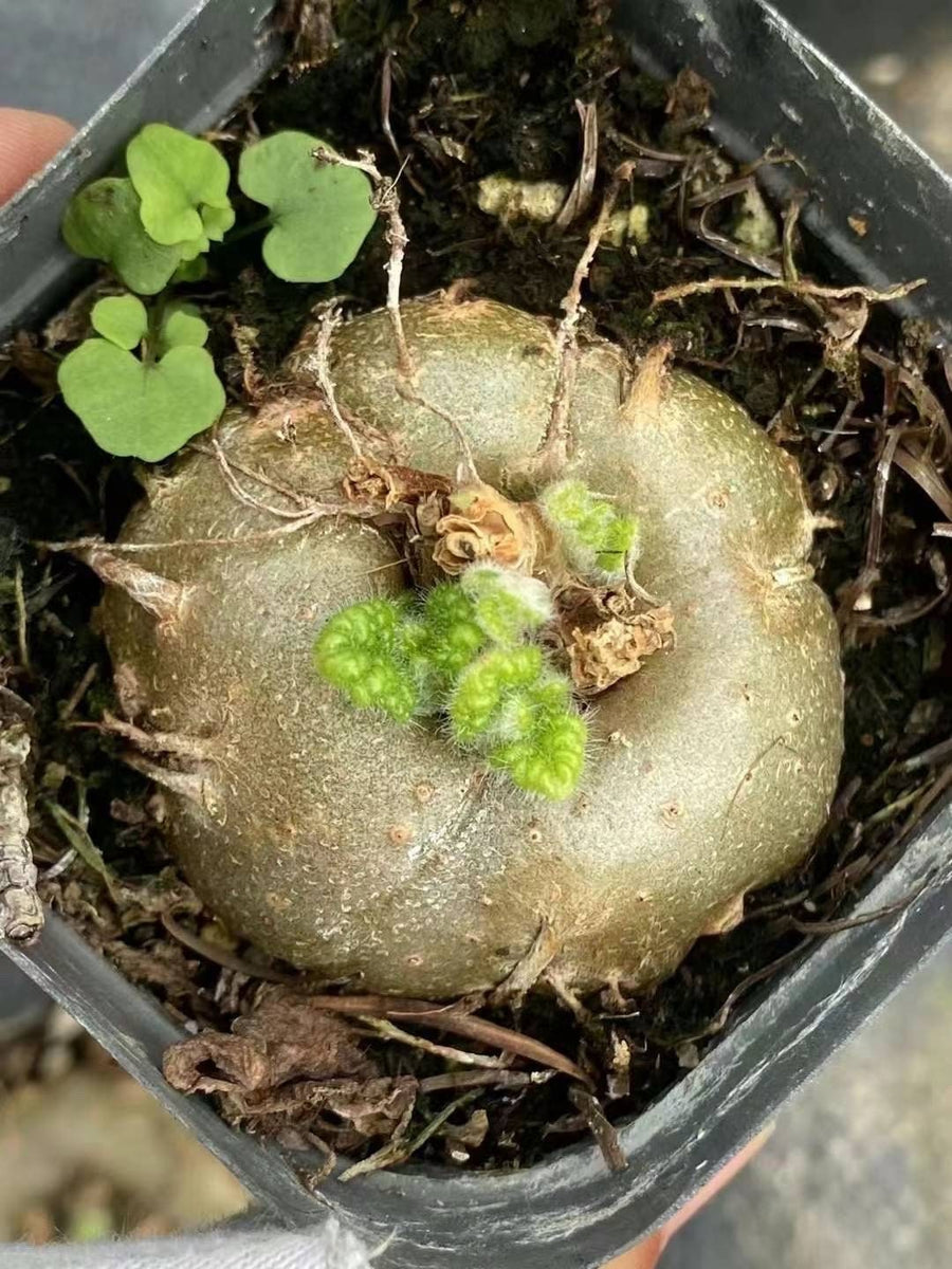 Rare Succulents - Sinningia Bullata (Budding Bulb)