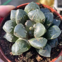 Rare Haworthia Green Flame - Unique and Stunning