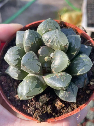 Rare Haworthia Green Flame - Unique and Stunning