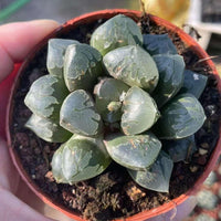 Rare Haworthia Green Flame - Unique and Stunning