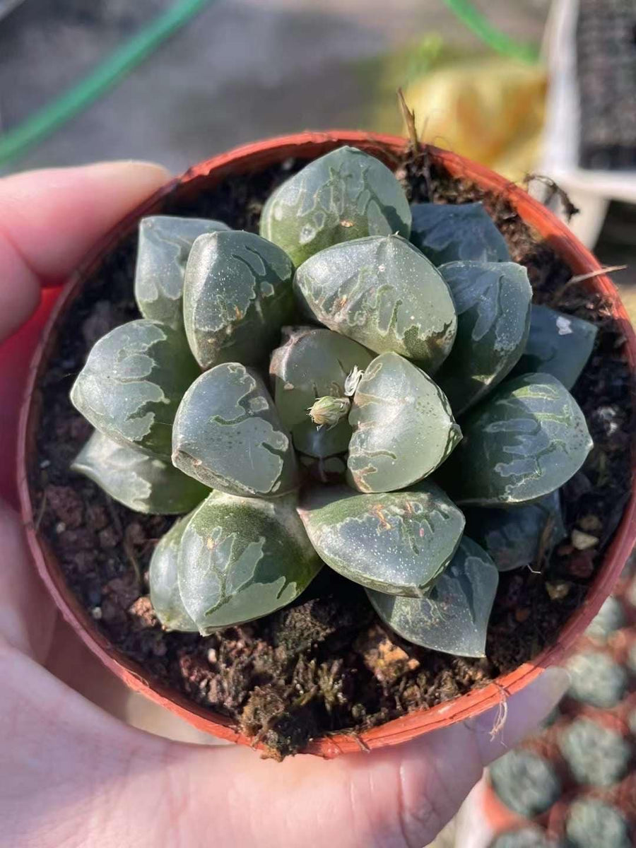 Rare Haworthia Green Flame - Unique and Stunning