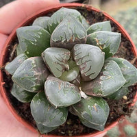 Rare Haworthia Green Flame - Unique and Stunning