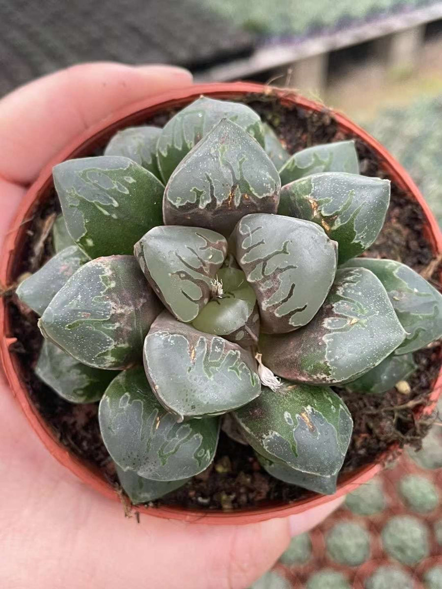 Rare Haworthia Green Flame - Unique and Stunning