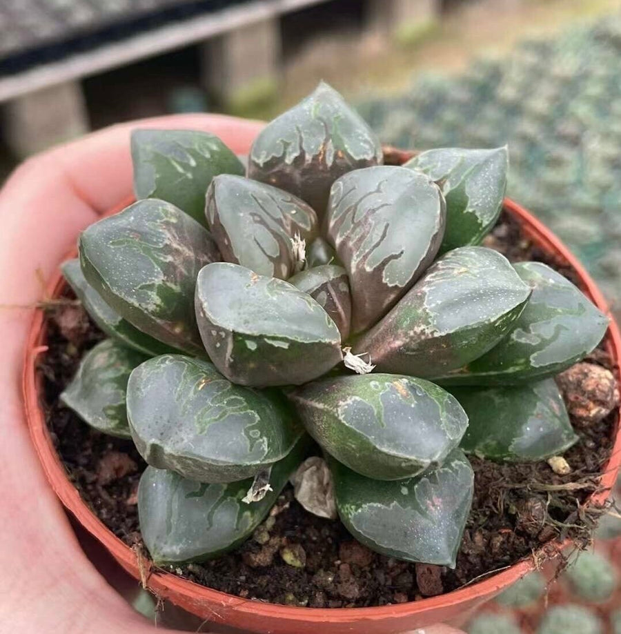 Rare Haworthia Green Flame - Unique and Stunning