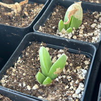 Rare Succulents - Mitrophyllum Mitratum, Spliting (2”)