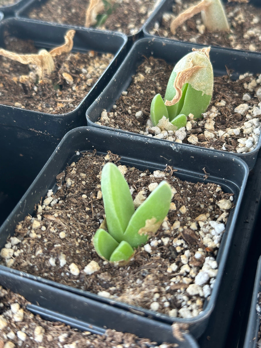 Rare Succulents - Mitrophyllum Mitratum, Spliting (2”)