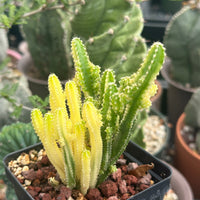 Rare Cactus - Cereus Variegated Fairy Castle (3.5")