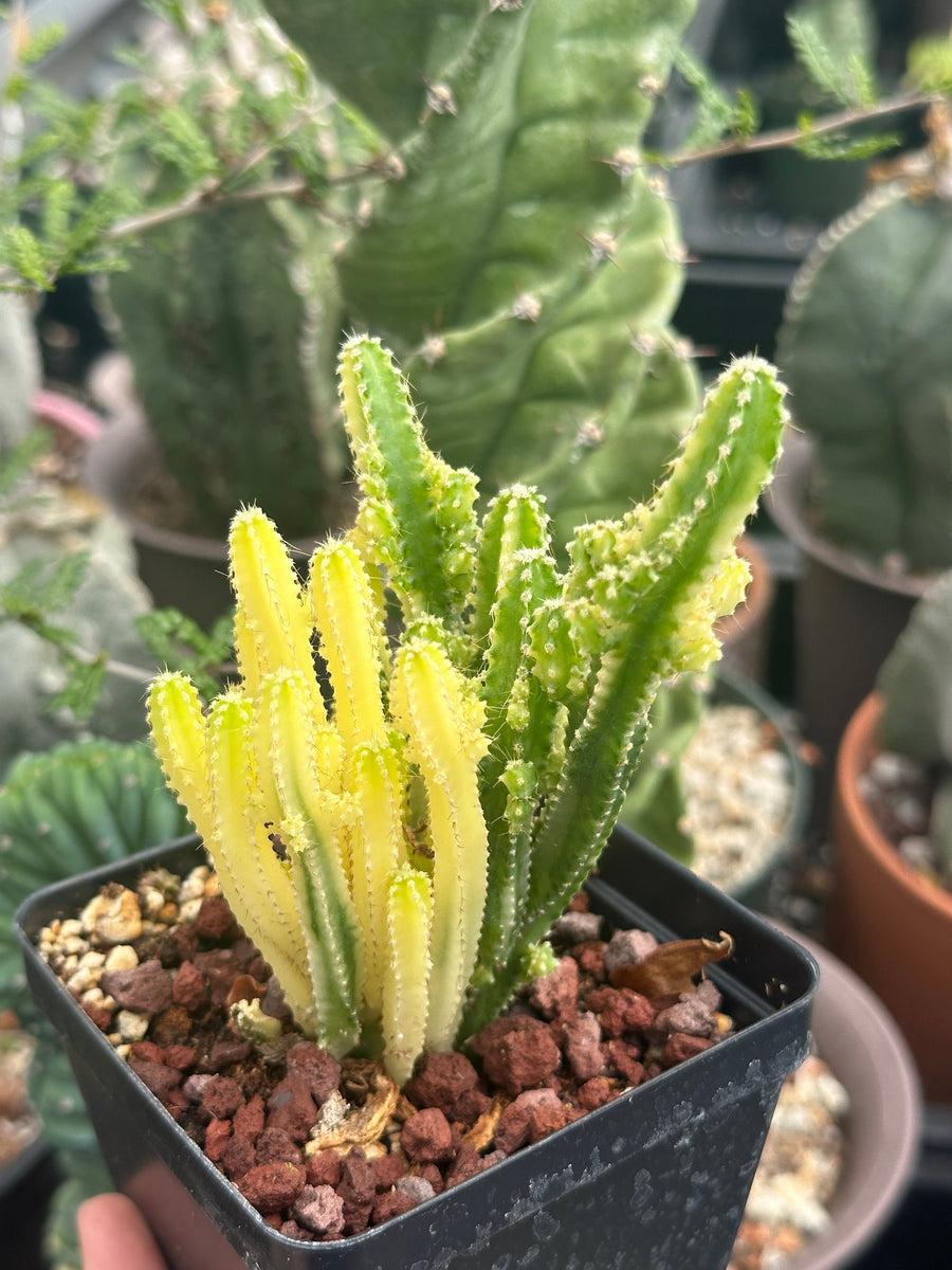 Rare Cactus - Cereus Variegated Fairy Castle (3.5