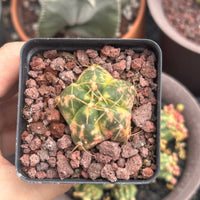 Rare Cactus - Gymnocalycium Horstii Variegata (1”)