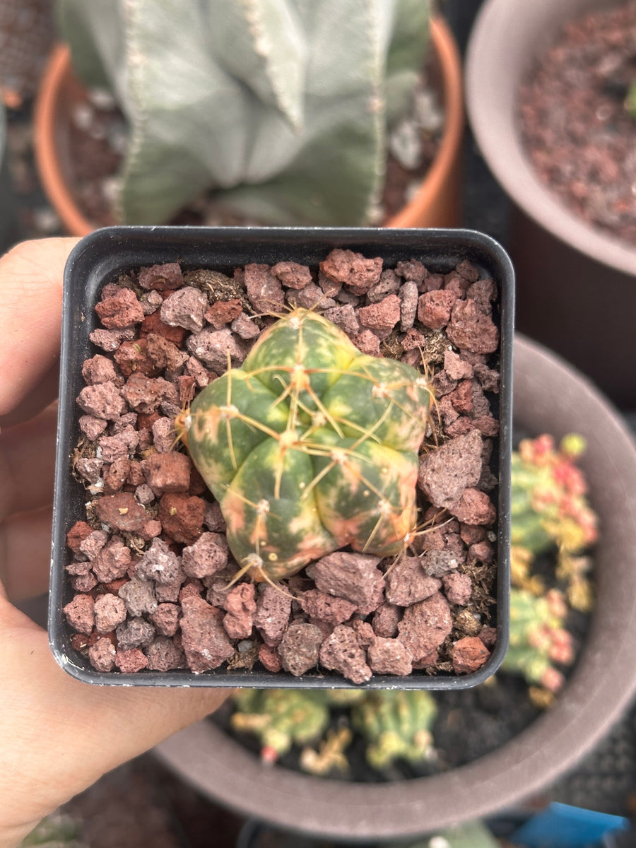 Rare Cactus - Gymnocalycium Horstii Variegata (1”)