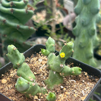 Rare Euphorbia - Euphorbia Clivicola