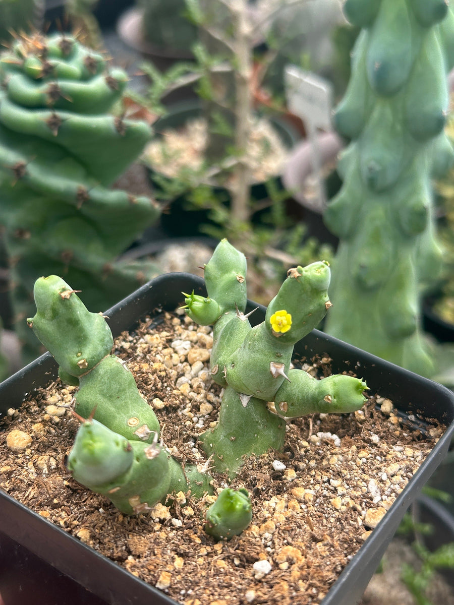 Rare Euphorbia - Euphorbia Clivicola