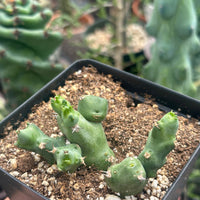 Rare Euphorbia - Euphorbia Clivicola