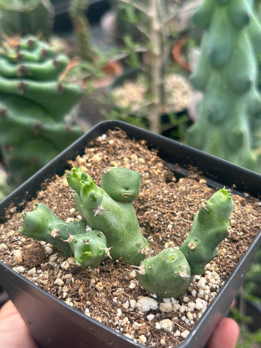 Rare Euphorbia - Euphorbia Clivicola