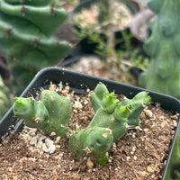 Rare Euphorbia - Euphorbia Clivicola