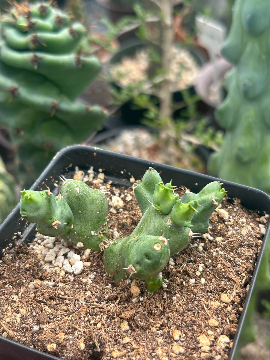 Rare Euphorbia - Euphorbia Clivicola