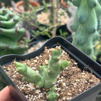 Rare Euphorbia - Euphorbia Clivicola